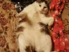 Par palīdzības nesniegšanu  veterinārajā klīnikā “Vetvesta”