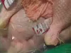 Spalvainas cāļu kājas